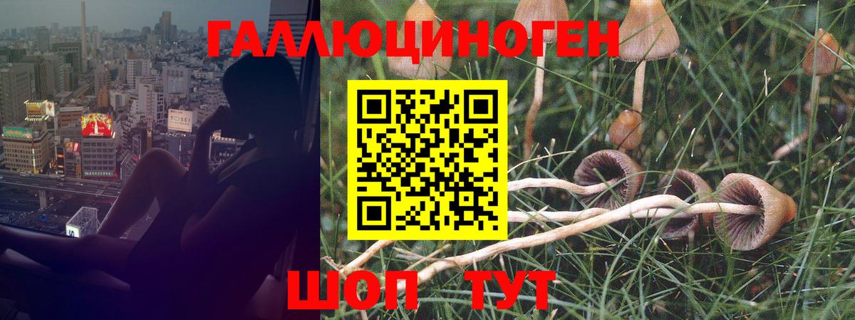 Галлюциногенные грибы Psilocybine cubensis  Вход с VPN  Углич 
